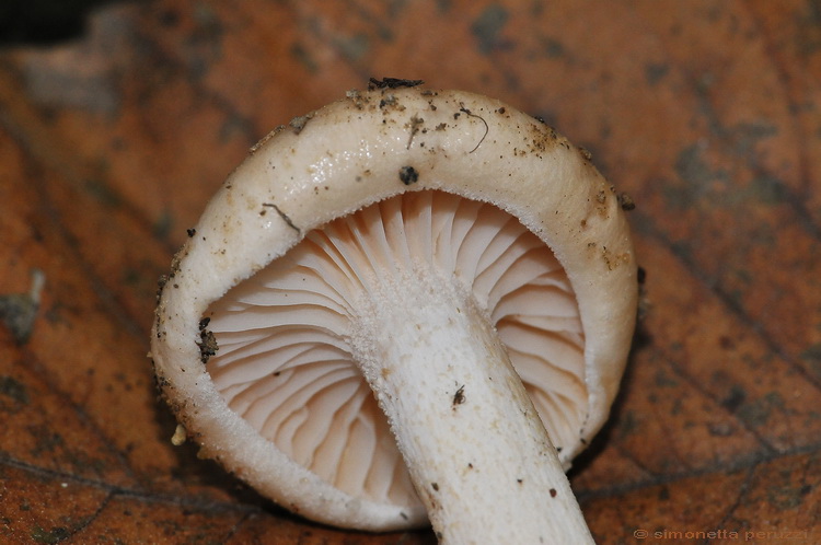 Hygrophorus roseodiscoideus